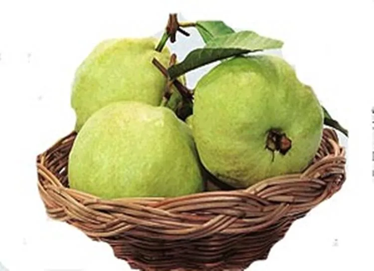 ,Guava,Health,health benefits