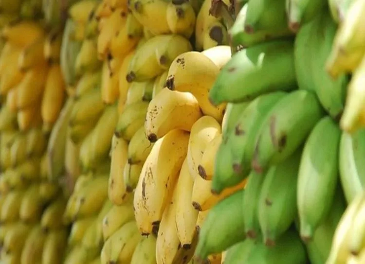 Should We Eat Bananas on an Empty Stomach? - காலை வெறும் வயிற்றில் வாழைப்பழம் உண்பது நல்லதா?
