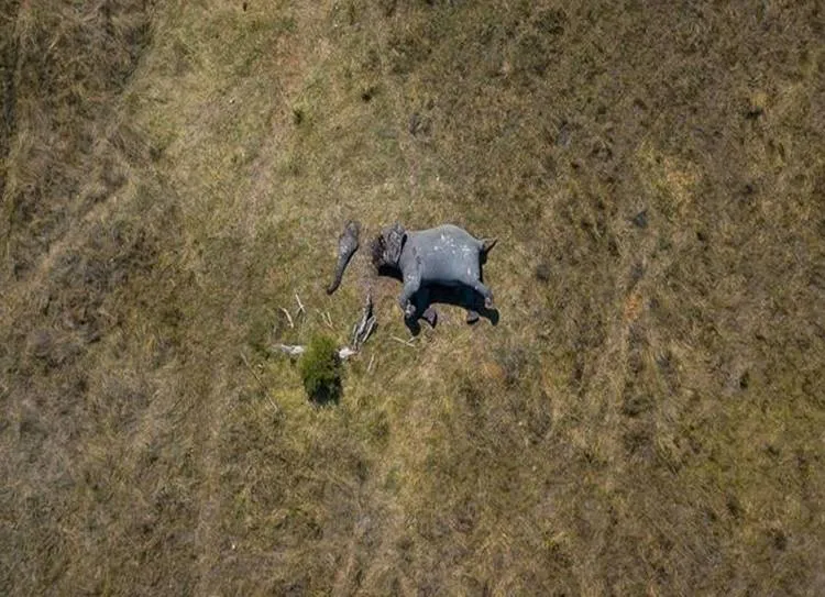 Shocking Photo Mutilated Elephant With Its Tusks And Trunk Cut Off Poachers - உலகை உலுக்கிய தும்பிக்கை துண்டிக்கப்பட்ட யானை போட்டோ