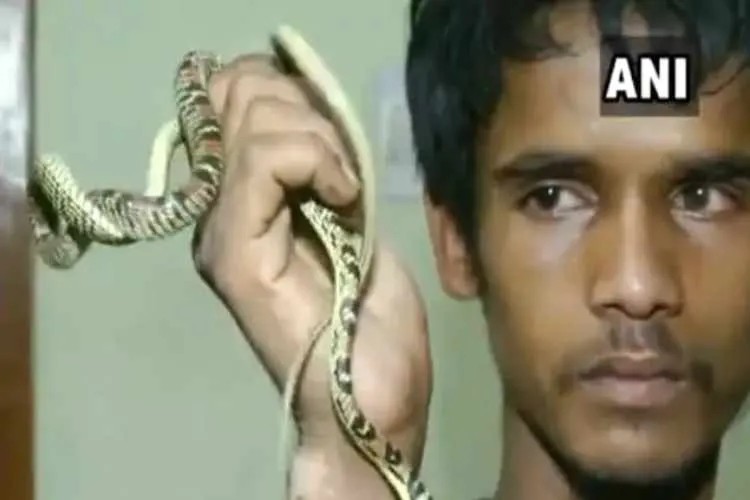 flying snake,wildlife protection act,Bhubaneswar