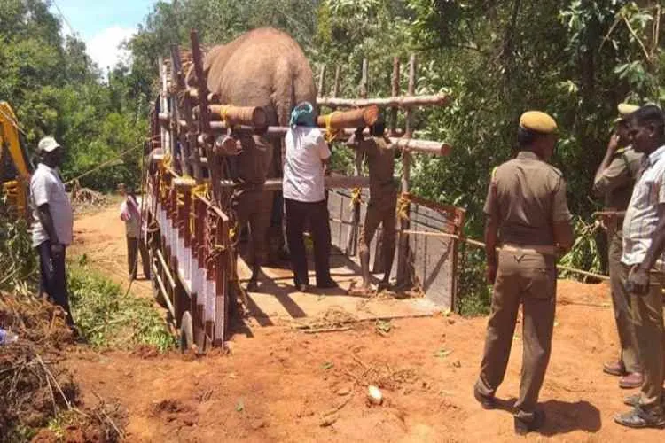 Forest officials accused of beating elephants,marakkanam Elephant incident