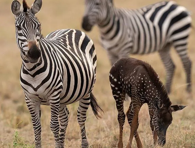 Rare polka-dotted zebra foal spotted in Maasai Mara