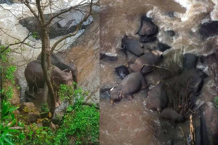Thailand baby elephant drowned in a waterfall