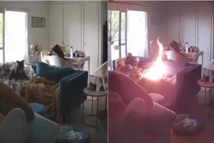 dog sets couch on fire, pet dog sets sofa fire, லைட்டரைப் பற்றவைத்த நாய்க்குட்டி, நாய்க்குட்டி தீ விபத்து, நாய்க்குட்டி தீ விபத்து வீடியோ, dog chew lighter fire, indian express, funny videos