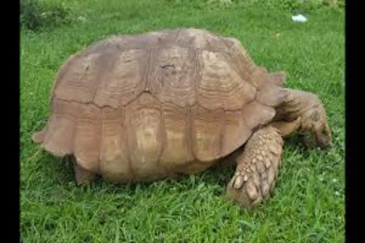 Nigeria ALAGBA 344 year old tortoise Dies