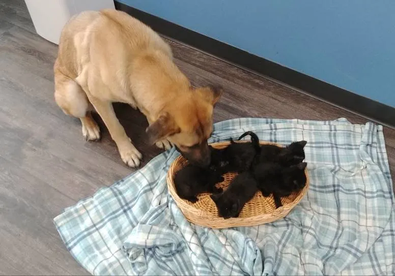 Stray dog saved five kittens from cold