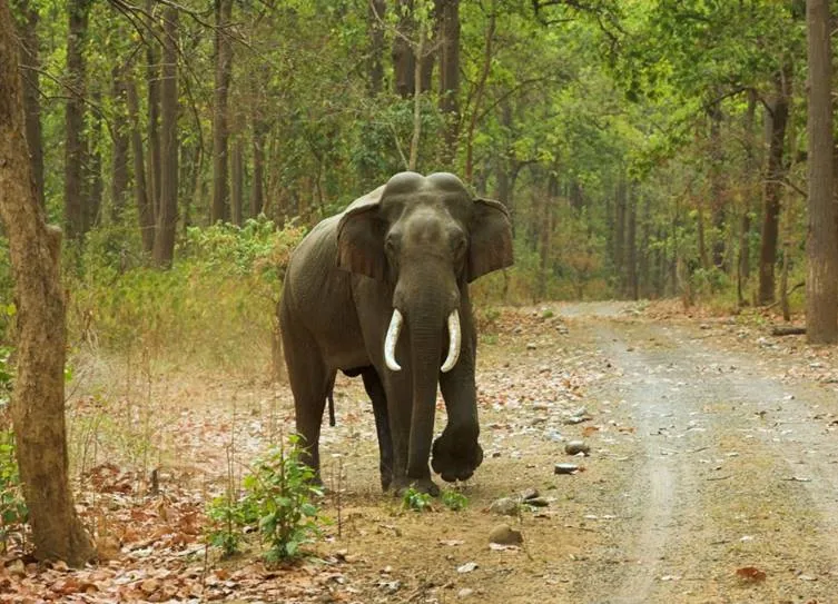 Elephant Arisi Raja captured last night