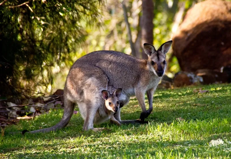 Viral Trending Video of Kangaroo giving birth to joey