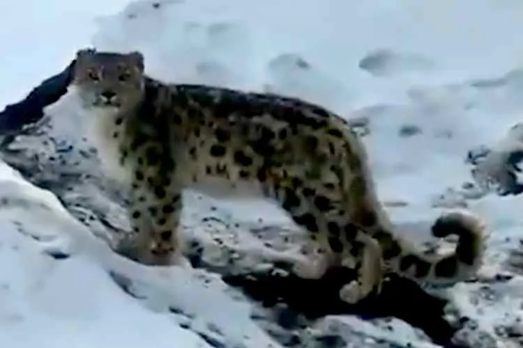 snow leopard spiti valley viral video, ifs tweets, பனிச் சிறுத்தை, ஸ்பிட்டி பள்ளத்தாக்கில் பனிச் சிறுத்தை, வைரல் வீடியோ, big cat, leopard, snow leopard viral video, viral video, trending, tamil indian express, indian express news