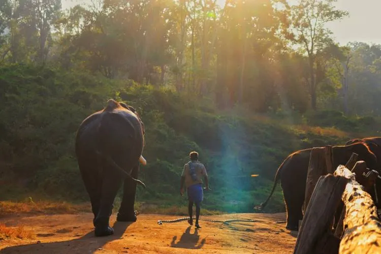 Anamalai tiger reserve kozhikamuthi elephants camp trains captive elephants