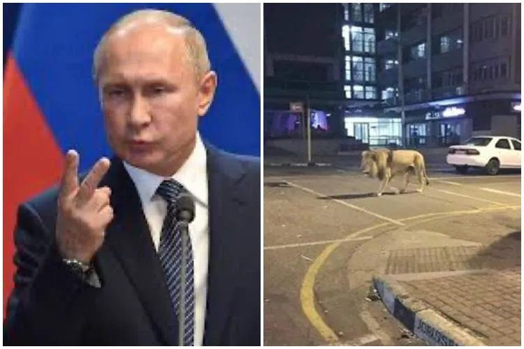 lions on Russian streets, Vladimir Putin has not ordered drop lions on russian streets,ரஷ்ய தெருக்களில் சிங்கங்களை விட்ட புதின், ரஷ்யா, கொரோனா வைரஸ், கொரோனா வதந்தி, ரஷ்யாவில் சிங்கங்கள், russia lions, russia streets lions, coronavirus, covid-19, corona fake news, coronavirus latest news, coronavirus latest updates