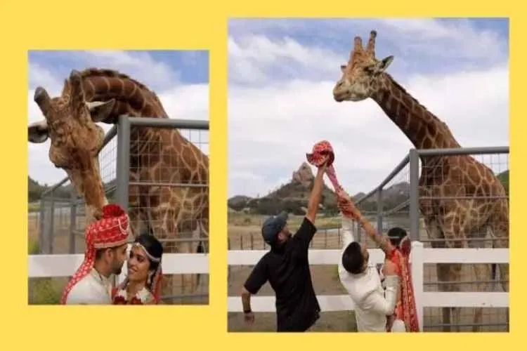 giraffe, giraffe snatches groom turban video, stanley the giraffe, giraffe eats indian grooms turban during photo shoot, california, indian couple in malibu, california, trending news, indian express news