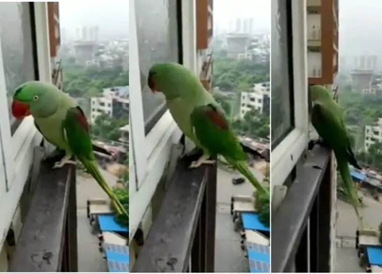 Monk Parakeet knocks the window to open viral video