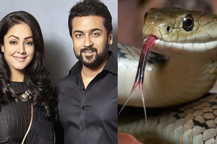 Jyothika controversial speech venom snakes caught in government hospital