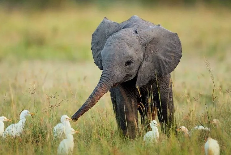 Trending viral video of baby elephant bravely shoos away birds in wobbly run
