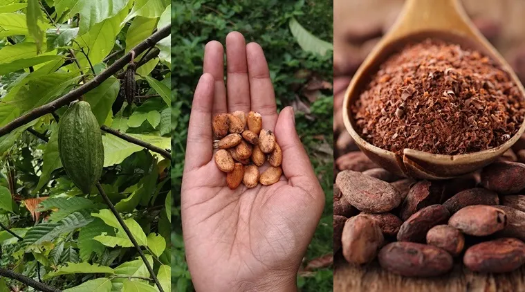 Pollachi news : photo gallery of cocoa farms in Coimbatore