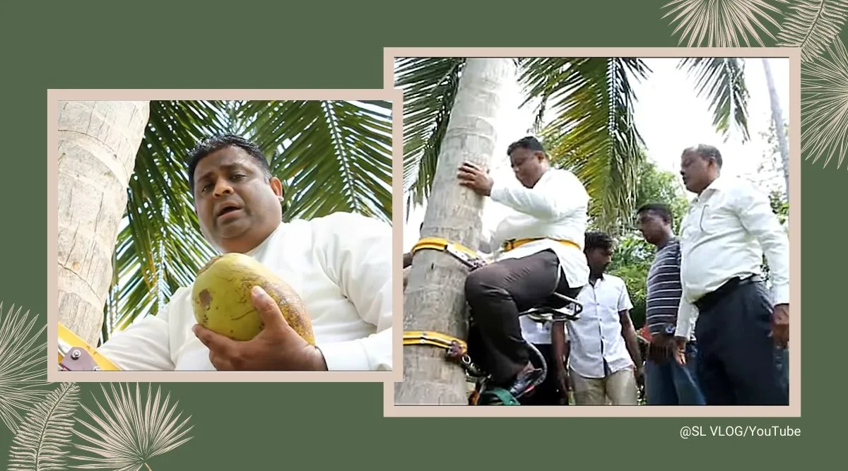 Arundika Fernando, climbed a coconut tree in his coconut estate in Dankotuwa for the press conference while holding the fruit.