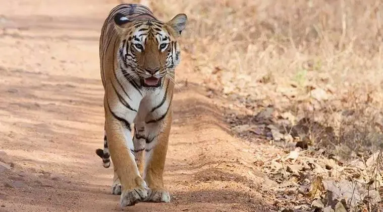 Anamalai Tiger Reserve conducts tiger monitoring phase iv from tomorrow onward