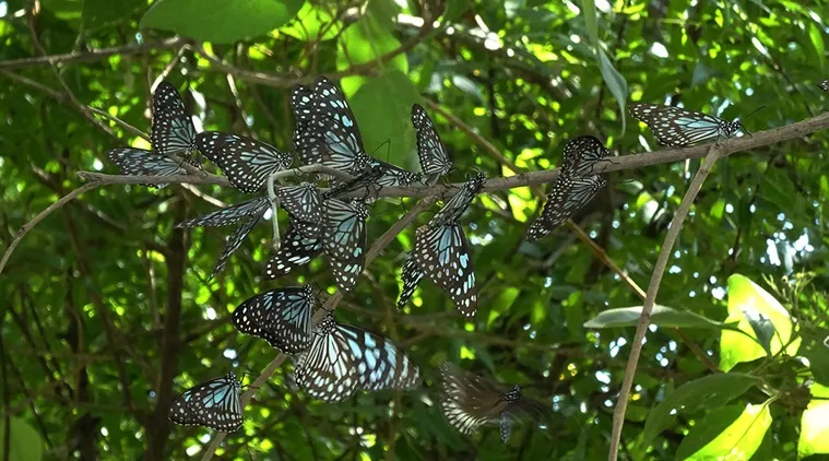 South India butterfly migration : check the facts you never knew