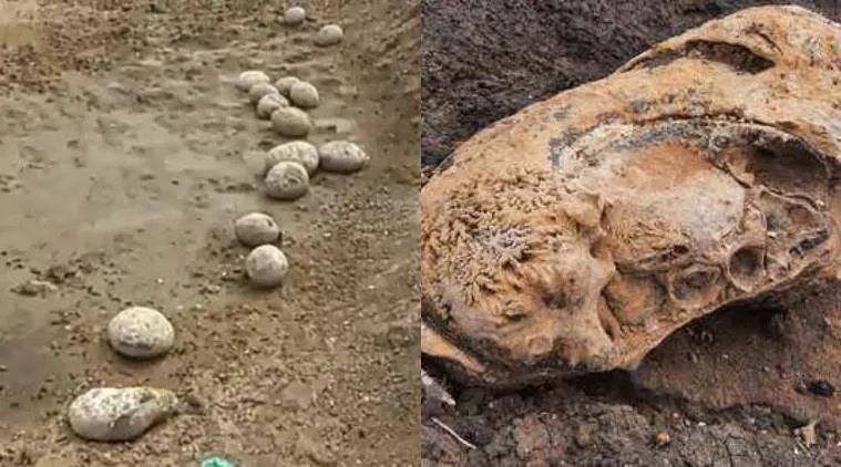 Dinosaur Eggs verified as ammonite sediments