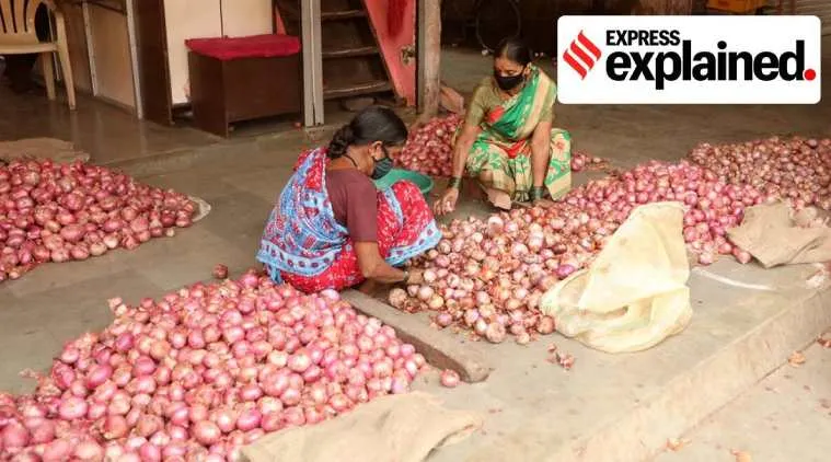 Onion prices, onions, onion prices india, onion prices explained, வெங்காயம், வெங்காயம் வணிகம், onion trade, Onion prices high, vegetable prices, வெங்காயம் விலை உயர்வு, வெங்காயம் விலை உயர்வைக் கட்டுப்படுத்த மத்திய அரசு நடவடிக்கை, high vegetable prices, tamil indian express, central govt moves to contro Onion prices
