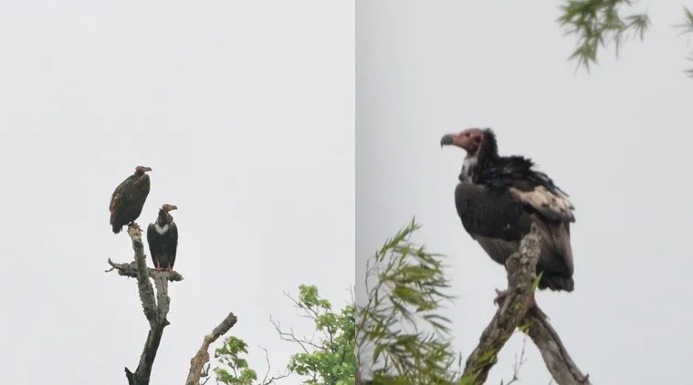 Decline and conservation of Asian King Vulture in Sigur Plateau of Nilgiris