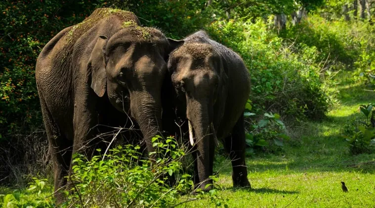 Why Masinagudi elephant corridor of Tamil Nadu has so many disputes?