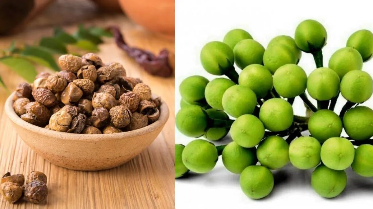 Healthy food Tamil News health benefits of Turkey Berry or Sundakkai in tamil