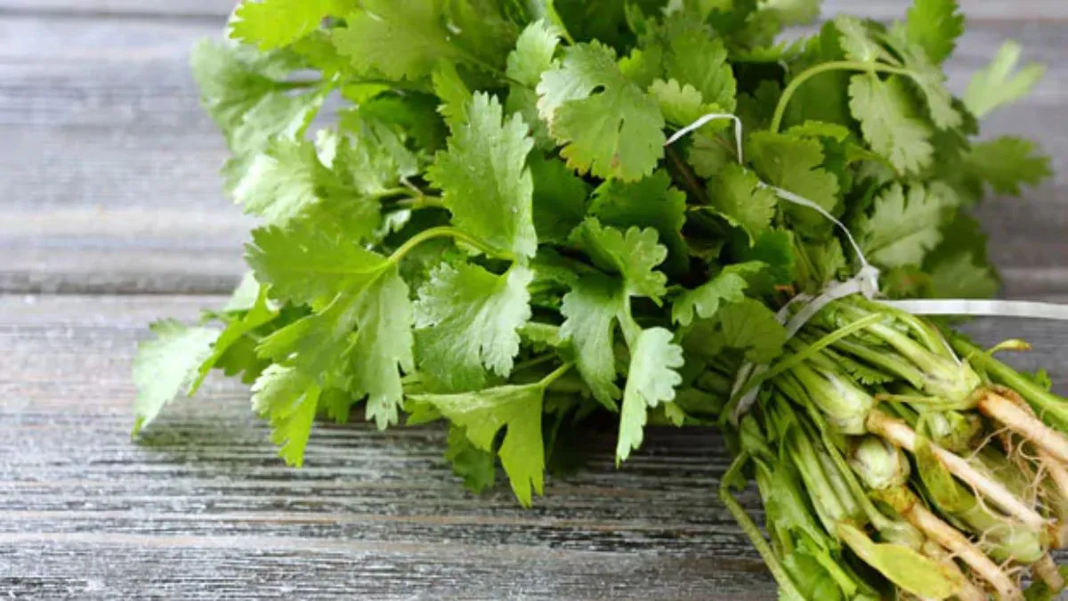 Healthy food tamil news: Health Benefits of corianders leaves in tamil