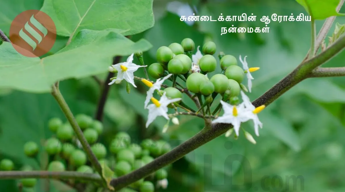 Healthy food Tamil News: sundakkai tamil recipe, and sundakkai benefits