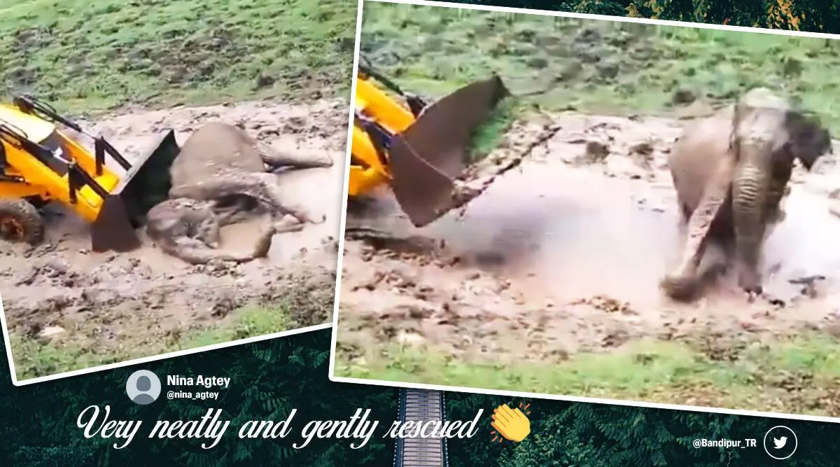 ‘Good work team’: Officials rescue elephant calf stuck in mud puddle in Bandipur Reserve
