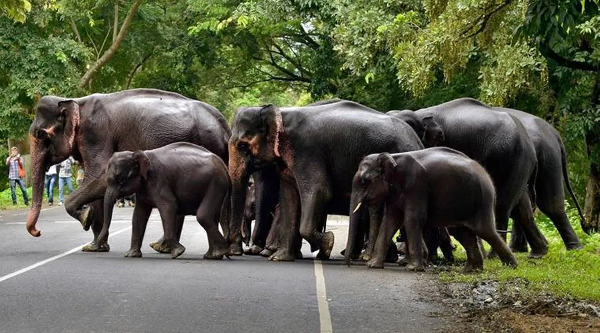 Viral news Herd of 18 Indian elephants die