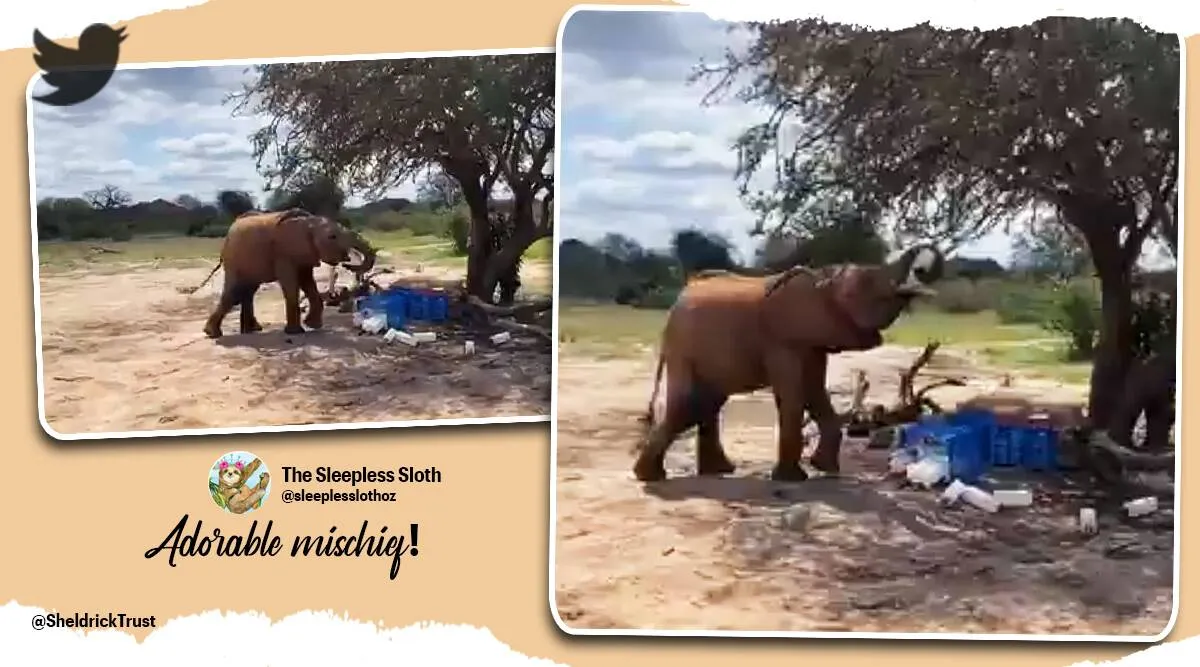 Trending viral video of elephant t