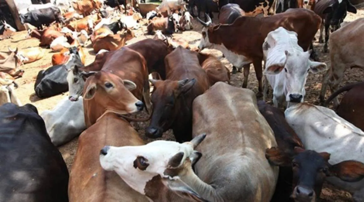 Cow should be declared national animal, cow national animal, india, பசுவை தேசிய விலங்காக அறிவிக்க வேண்டும், பசுவுக்கு அடிப்படை உரிமைகள் அளிக்க வேண்டும், அலகாபாத் உயர் நீதிமன்றம், பசு பாதுகாப்பு, given fundamental rights to cow, Allahabad High Court, Allahabad High Court oreder, cow protection