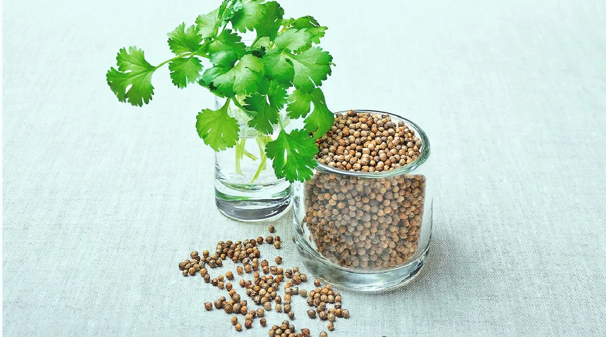 Benefits of Coriander in tamil: health benefits of coriander water in tamil