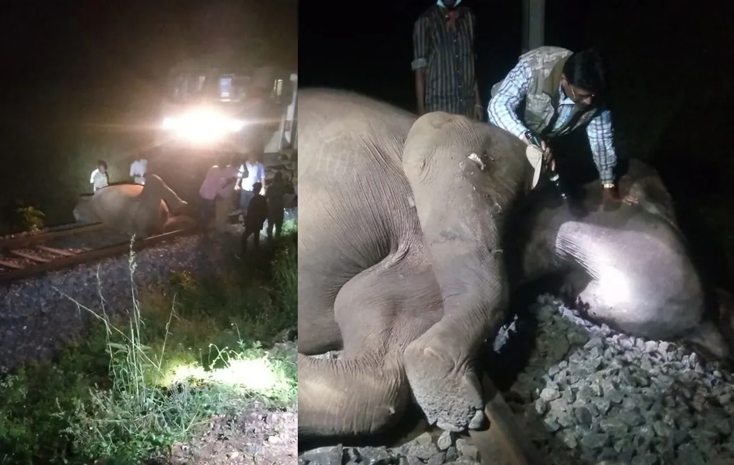 Elephants death, Navakkarai, Madukkarai,