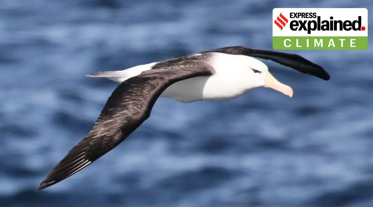 climate change causes divorce among albatrosses