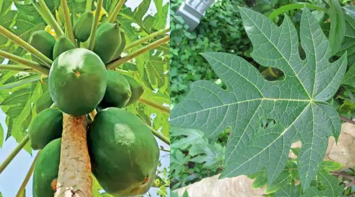 Benefits Papaya Leaf tamil: Uses and top Benefits Papaya Leaf in tamil