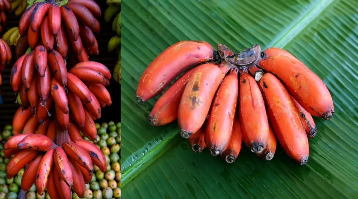 red bananas benefits tamil: Reason you should start eating red bananas in tamil