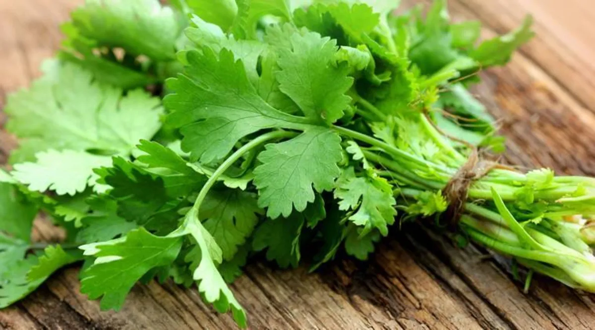 How to preserve Coriander leaves fresh for long time Tamil News