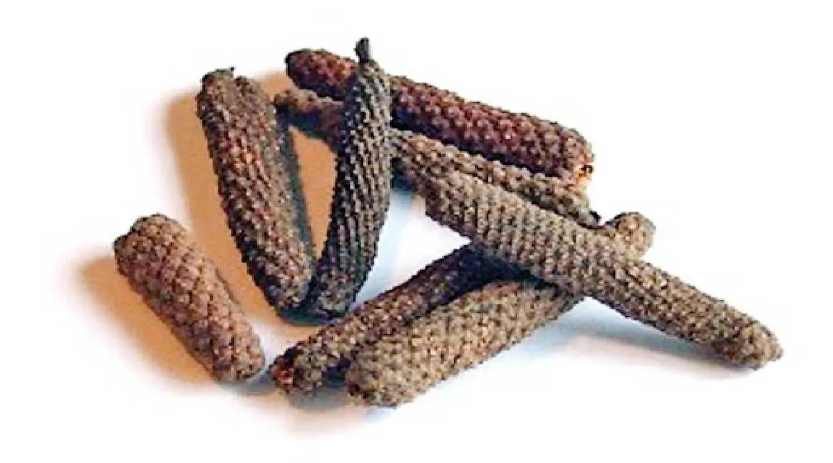 Thippili benefits in tamil: health benefits of Long Pepper tamil