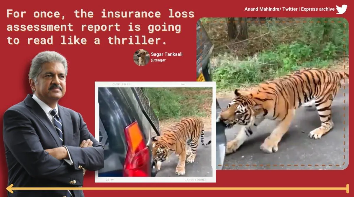 Tiger chews on car’s bumper and drags it