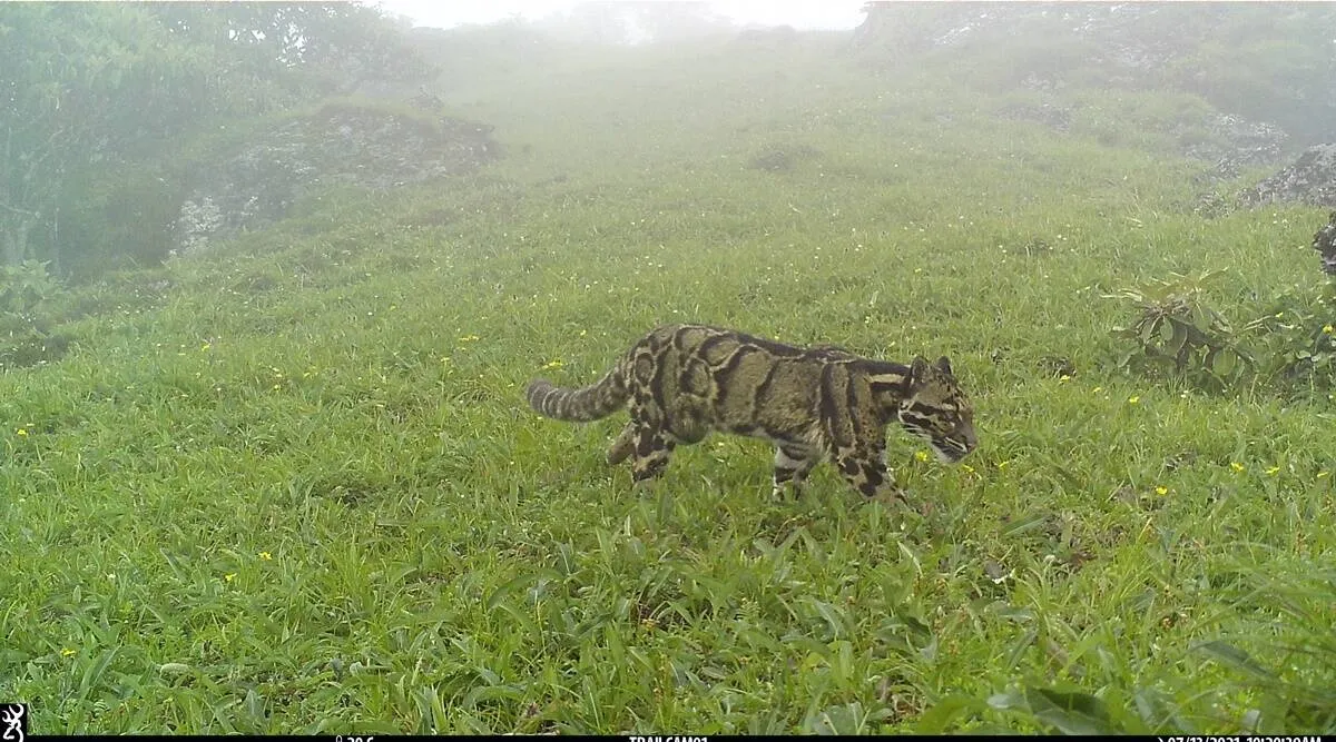 elusive clouded leopard sighted in Nagaland mountains