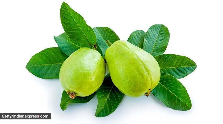 Guava leaf