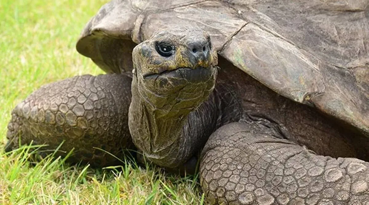 a 190 year old tortoise