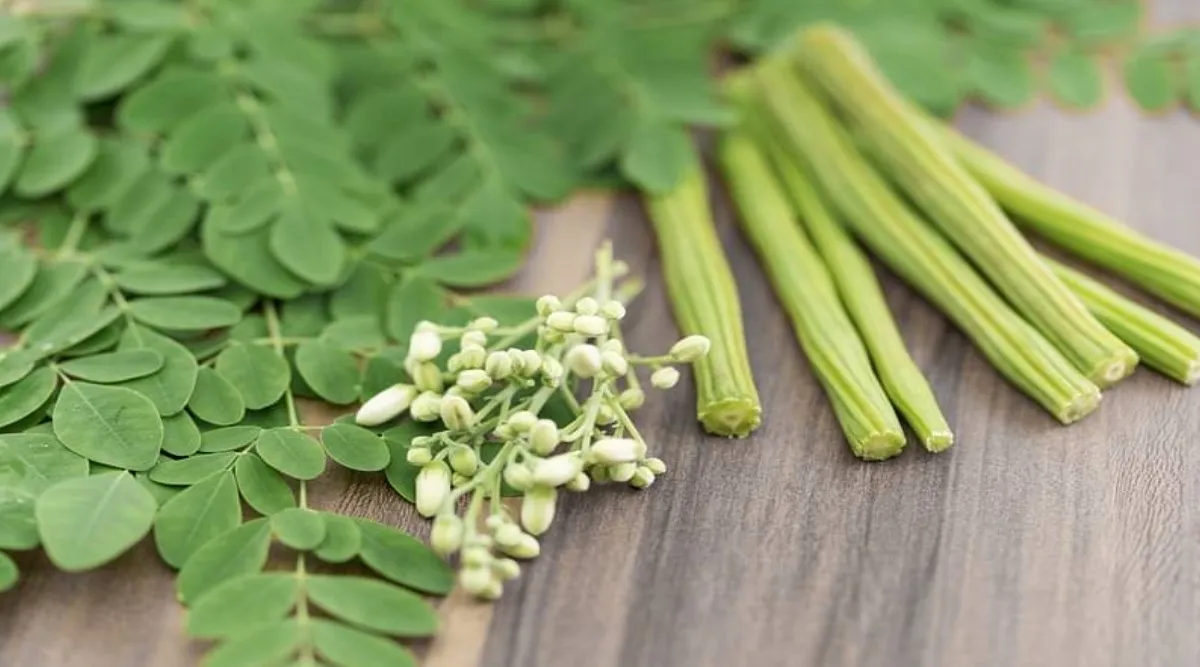 Tamil health tips: from removing cholesterol to High BP Moringa Leaves benefits