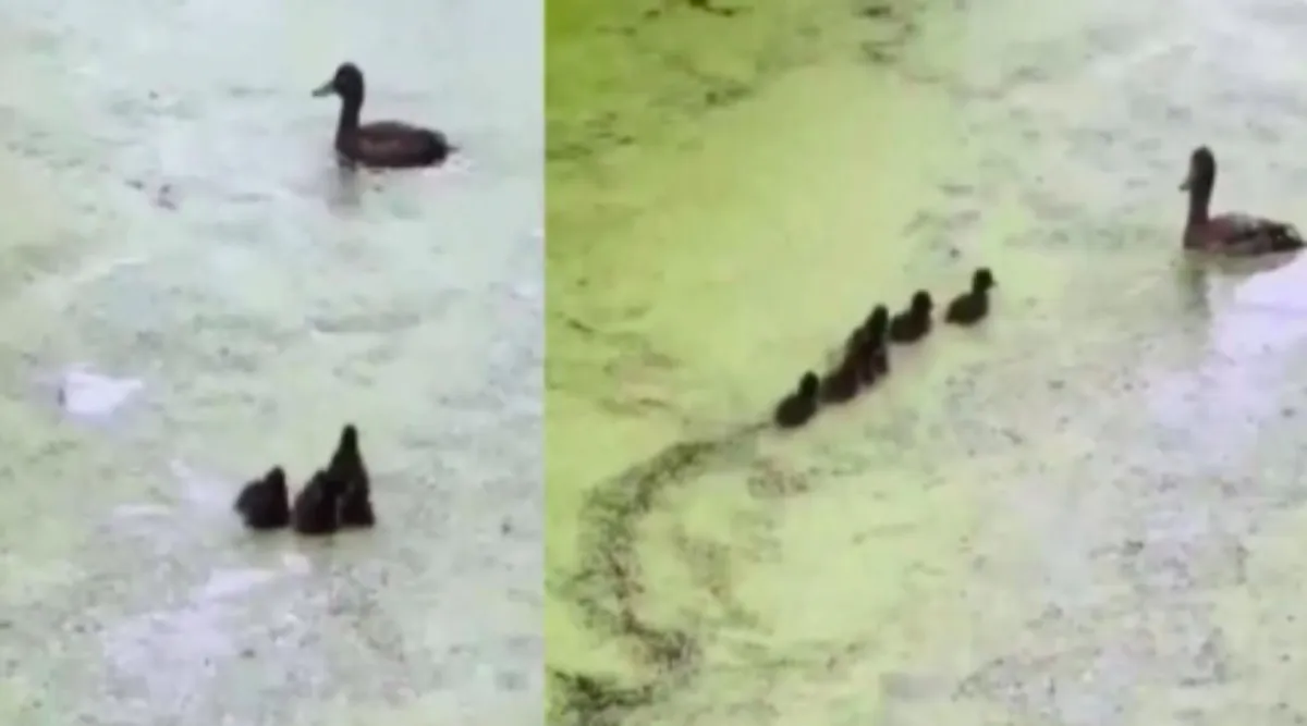 Viral Video News in Tamil: ‘Mother’ teaching little ducks hide and seek in water