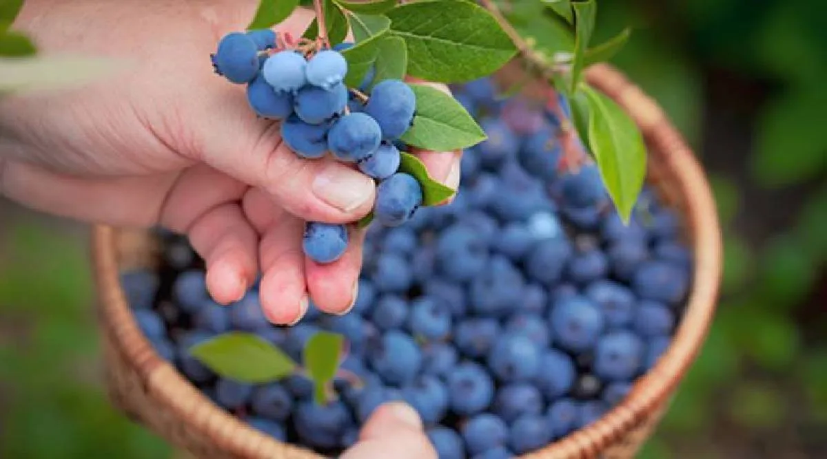 Tamil health tips: blueberries for diabetic