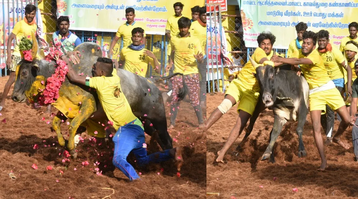 Madurai jallikattu Tamil News: world fame palamedu jallikattu pics and videos