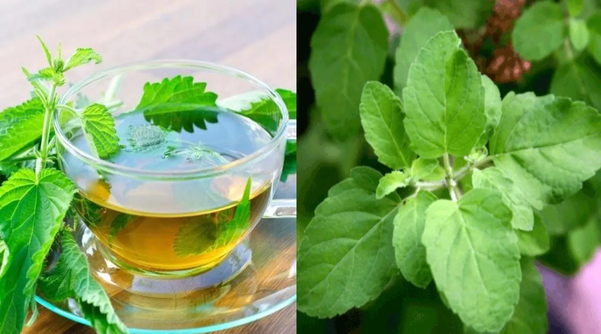Tulsi benefits in tamil: here is some benefits of consuming Tulsi tea tamil